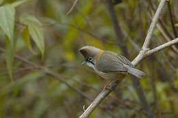 Image of Yuhina Hodgson 1836