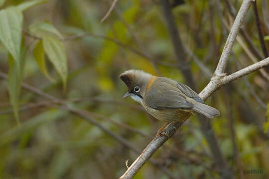 Image of Yuhina Hodgson 1836