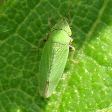 Image of Leafhopper