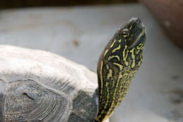 Image of Chinese Pond Turtle