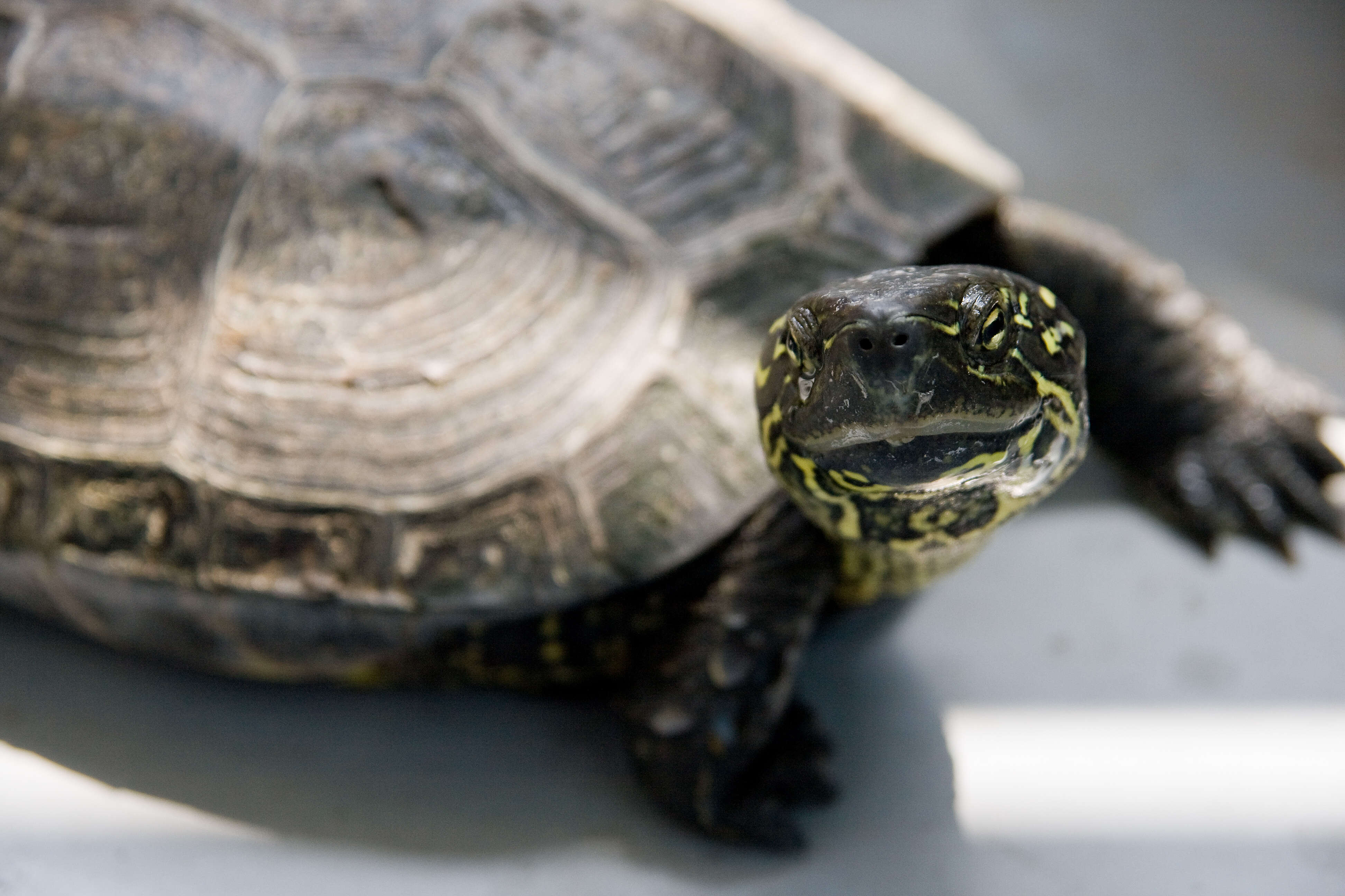 Image of Chinese Pond Turtle