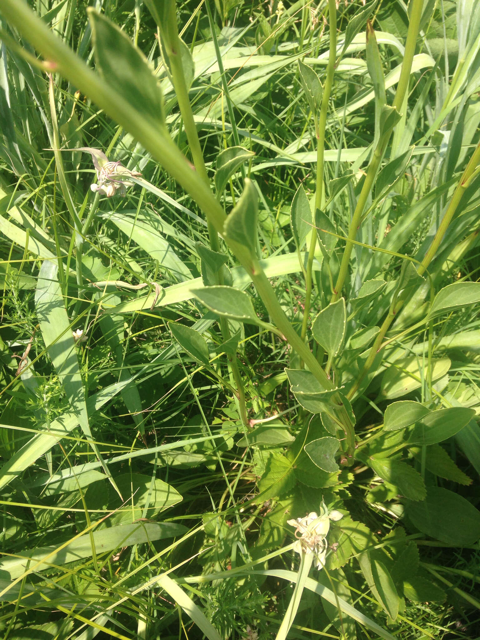 Image of groovestem Indian plantain