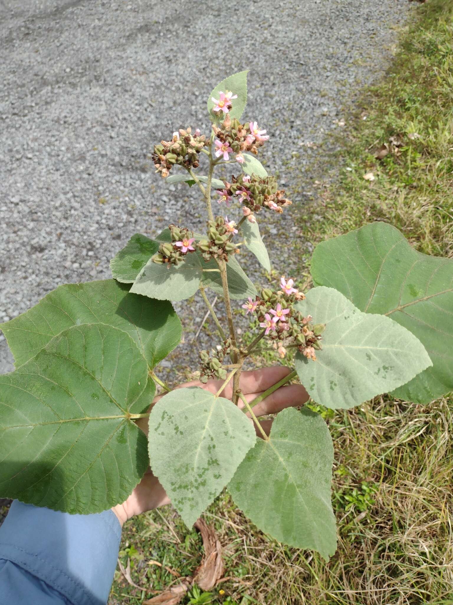 Image de Melochia umbellata (Houtt.) Stapf