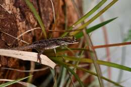 Image of Chiapas Ornate Anole