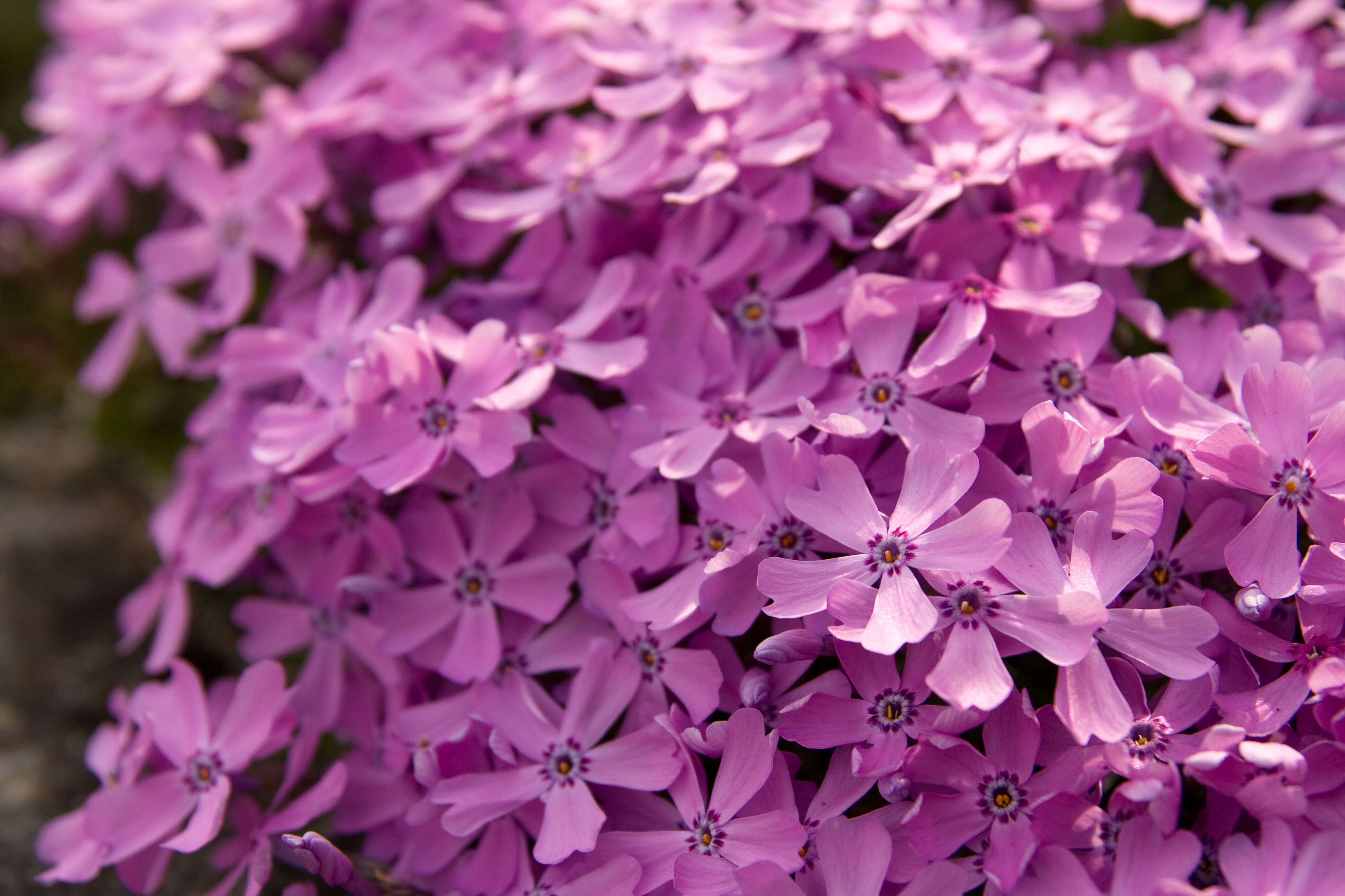 Image of moss phlox