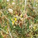 Image of Lebeckia plukenetiana E. Mey.