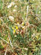 Image of Lebeckia plukenetiana E. Mey.