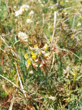 Image of Lebeckia plukenetiana E. Mey.