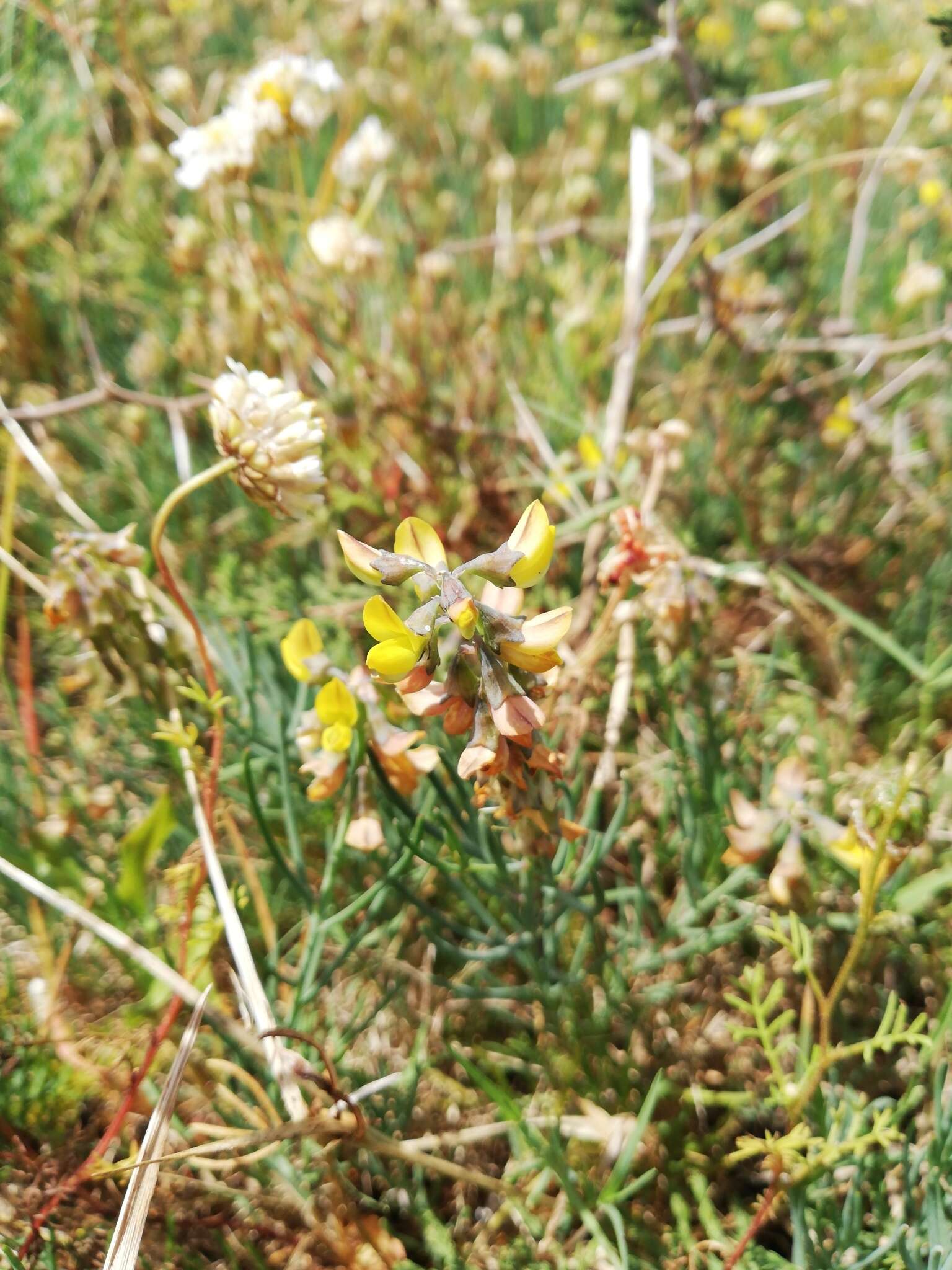 Image of Lebeckia plukenetiana E. Mey.