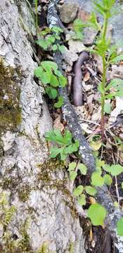 Image of Allegheny Mountain buttercup