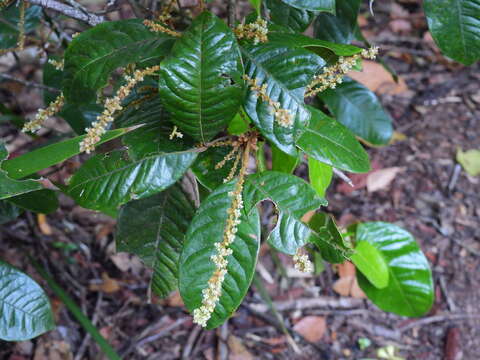 Image of Mischocarpus lachnocarpus (F. Müll.) Radlk.