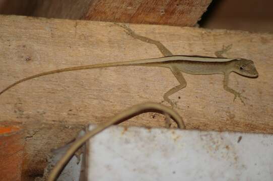 Image of Anton's Anole