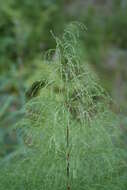 Imagem de Equisetum sylvaticum L.