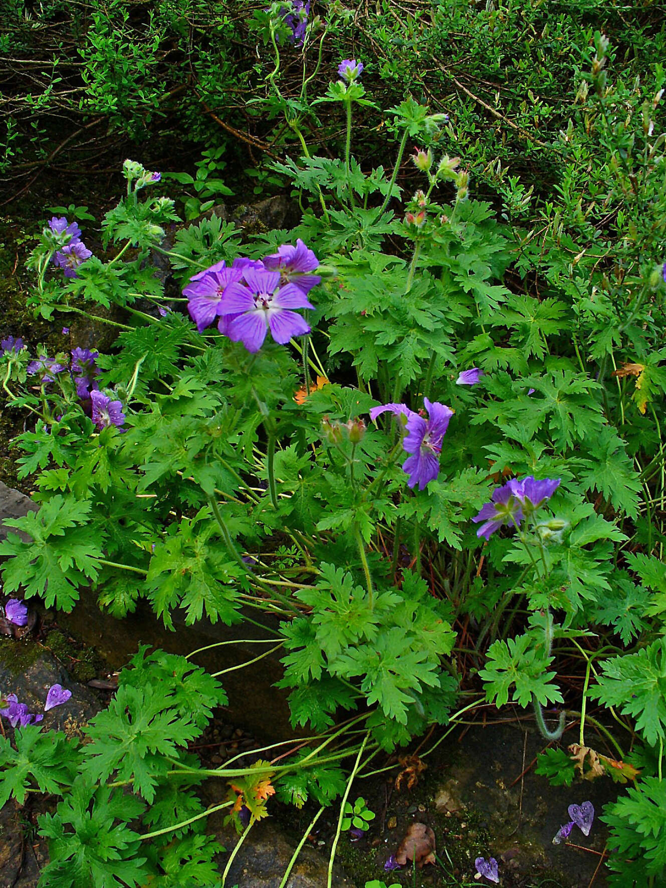 Image of ashy cranesbill