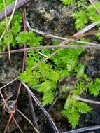 Image of Eaton's spikemoss