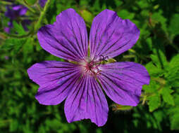 Image of ashy cranesbill