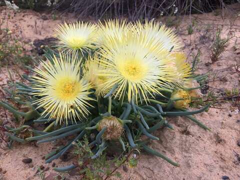 Imagem de Conicosia elongata (Haw.) Schwant.