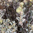 Image of aboriginal saltbush