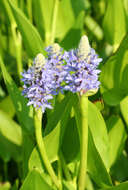 Image of pickerelweed