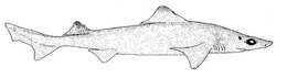 Image of Little Gulper Shark