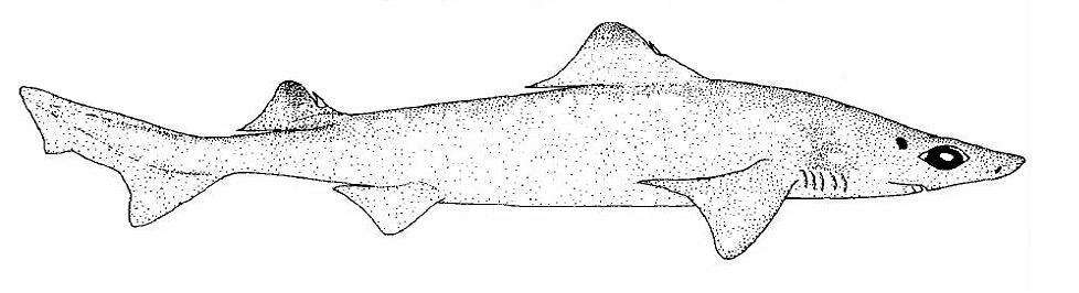 Image of Little Gulper Shark