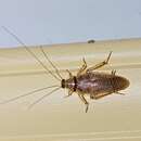 Image of Cockroach