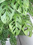 Monstera adansonii Schott resmi