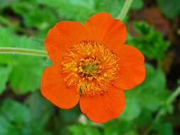 Image of Geum coccineum Sibth. & Sm.