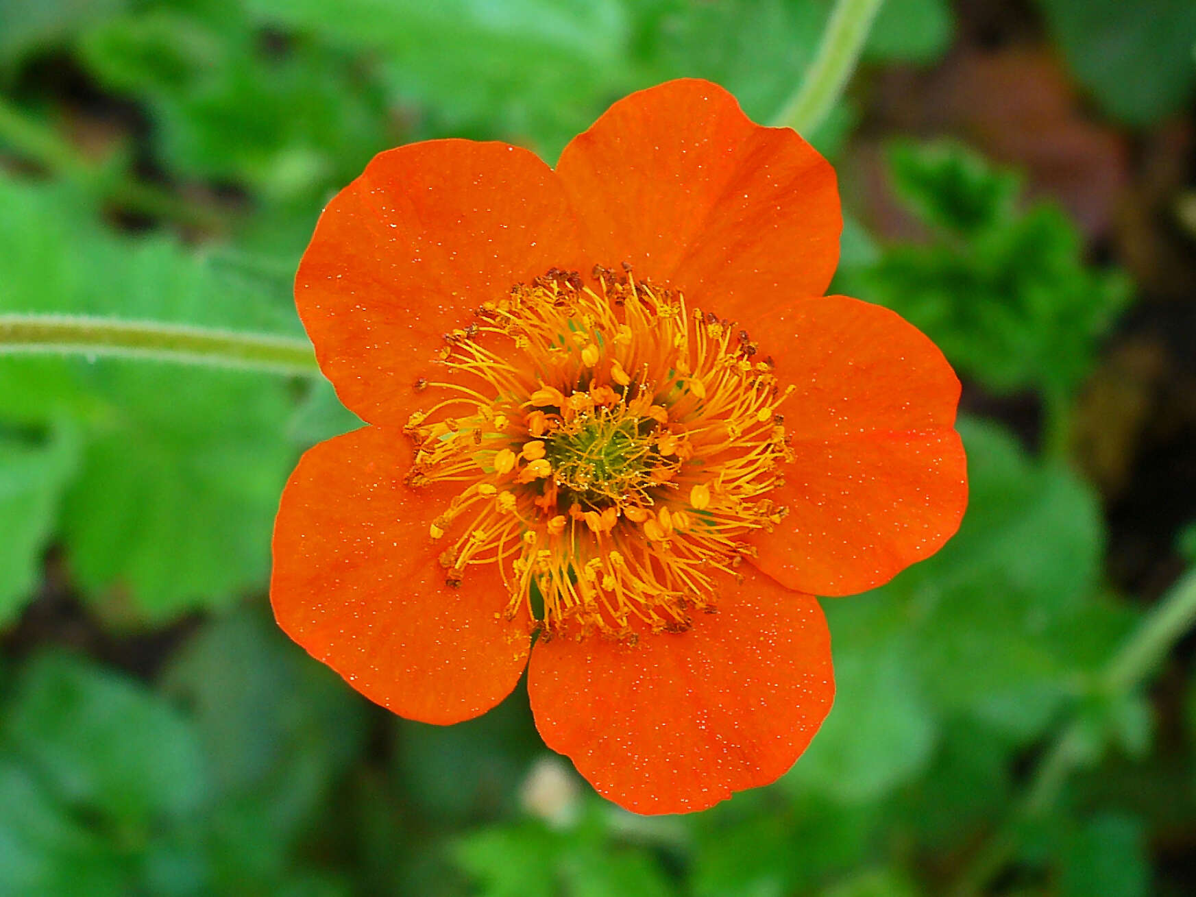 Image of Geum coccineum Sibth. & Sm.