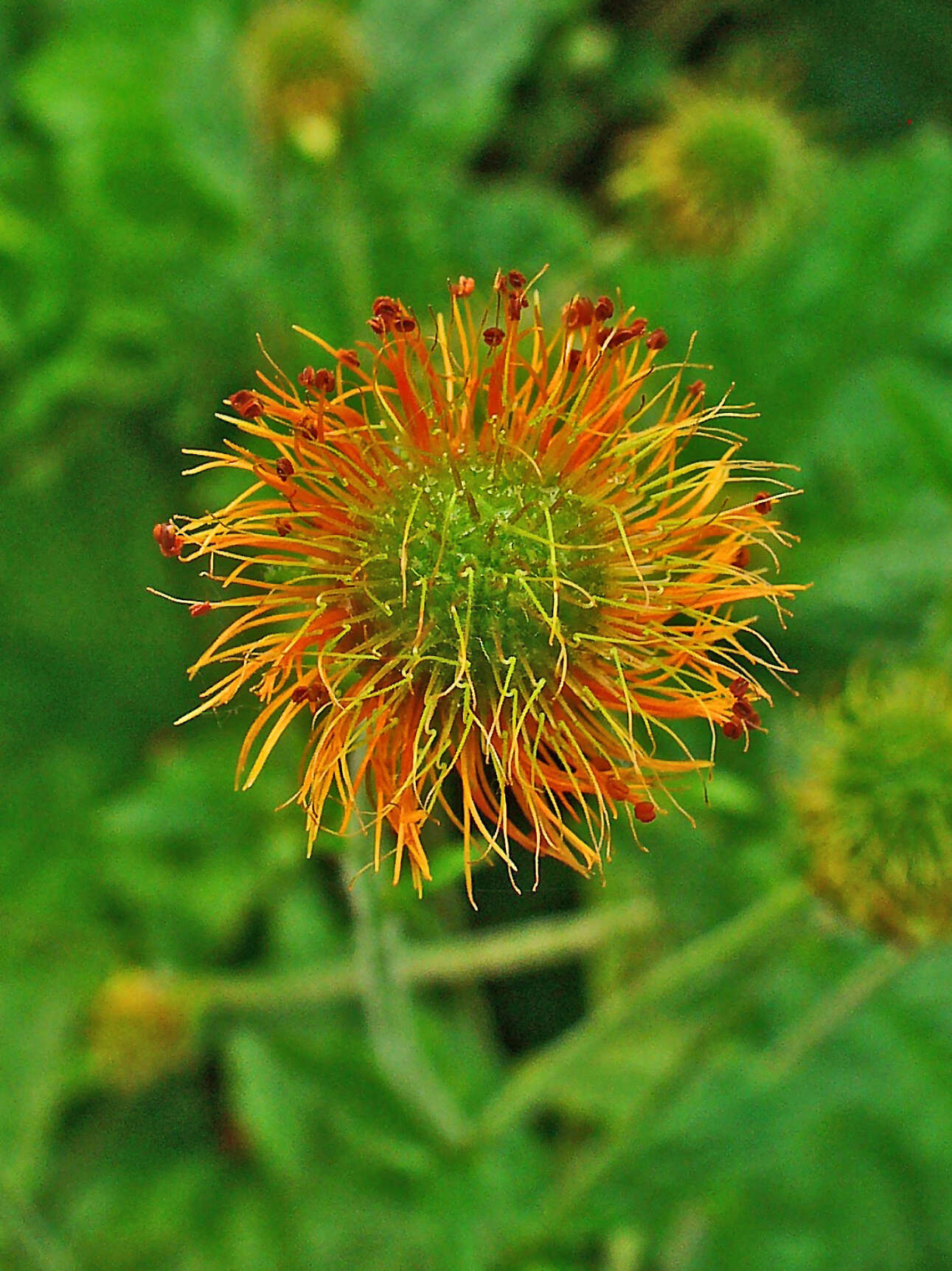 Image of Geum coccineum Sibth. & Sm.