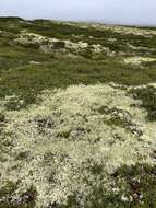 Image of witch's hair lichen