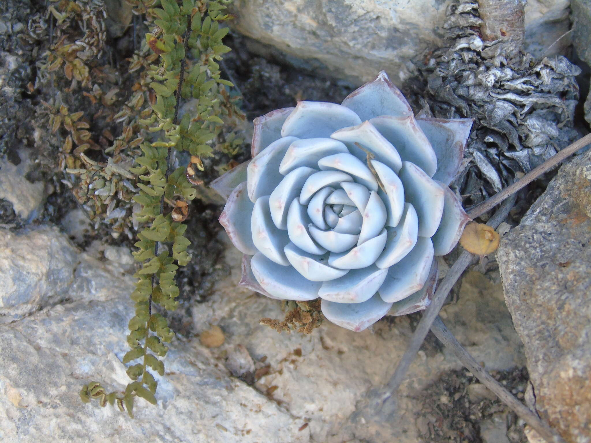 Image of Echeveria peacockii Croucher