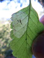 Phyllonorycter holodisci (Braun 1939) resmi