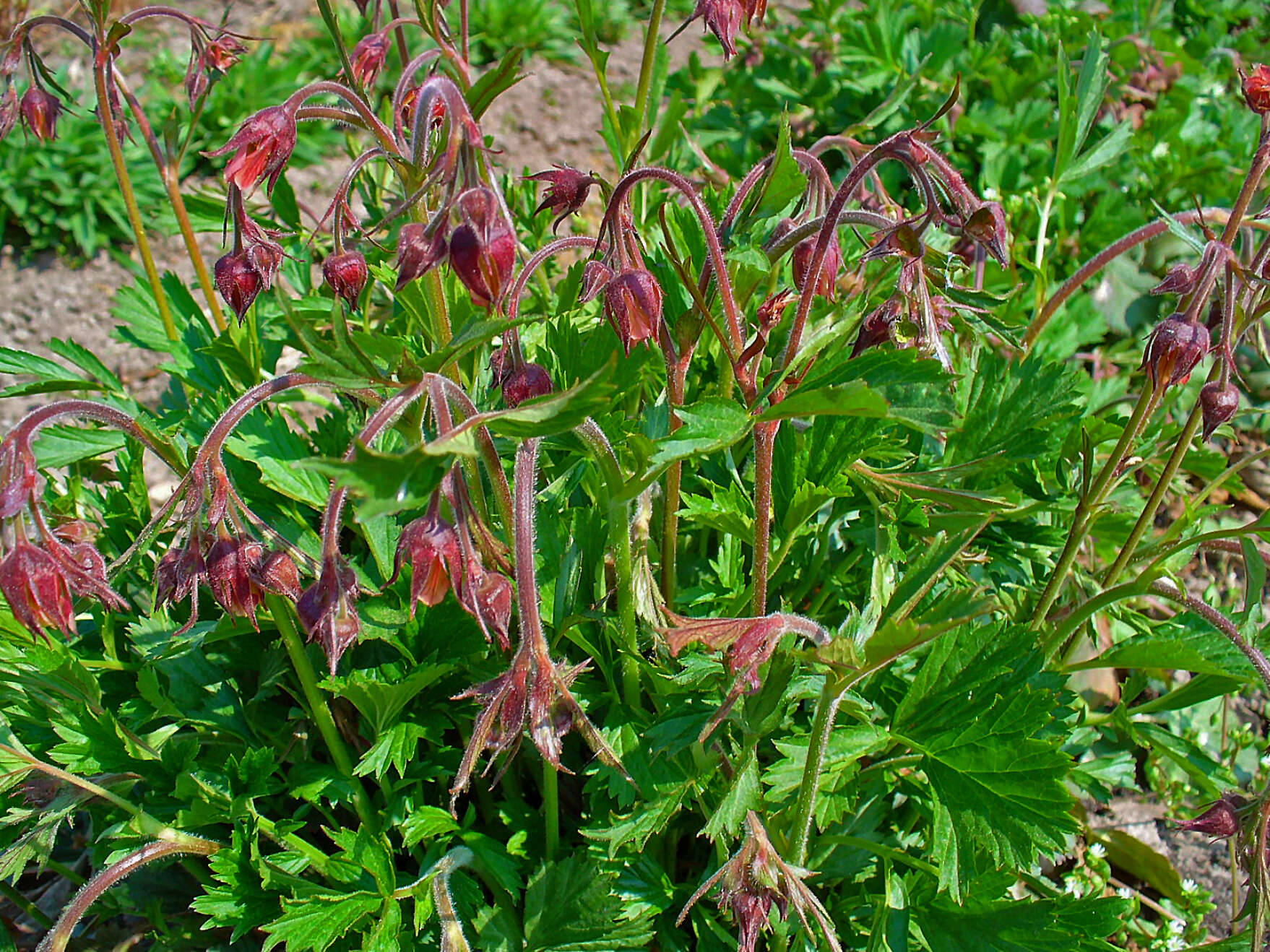 Image of Water Avens