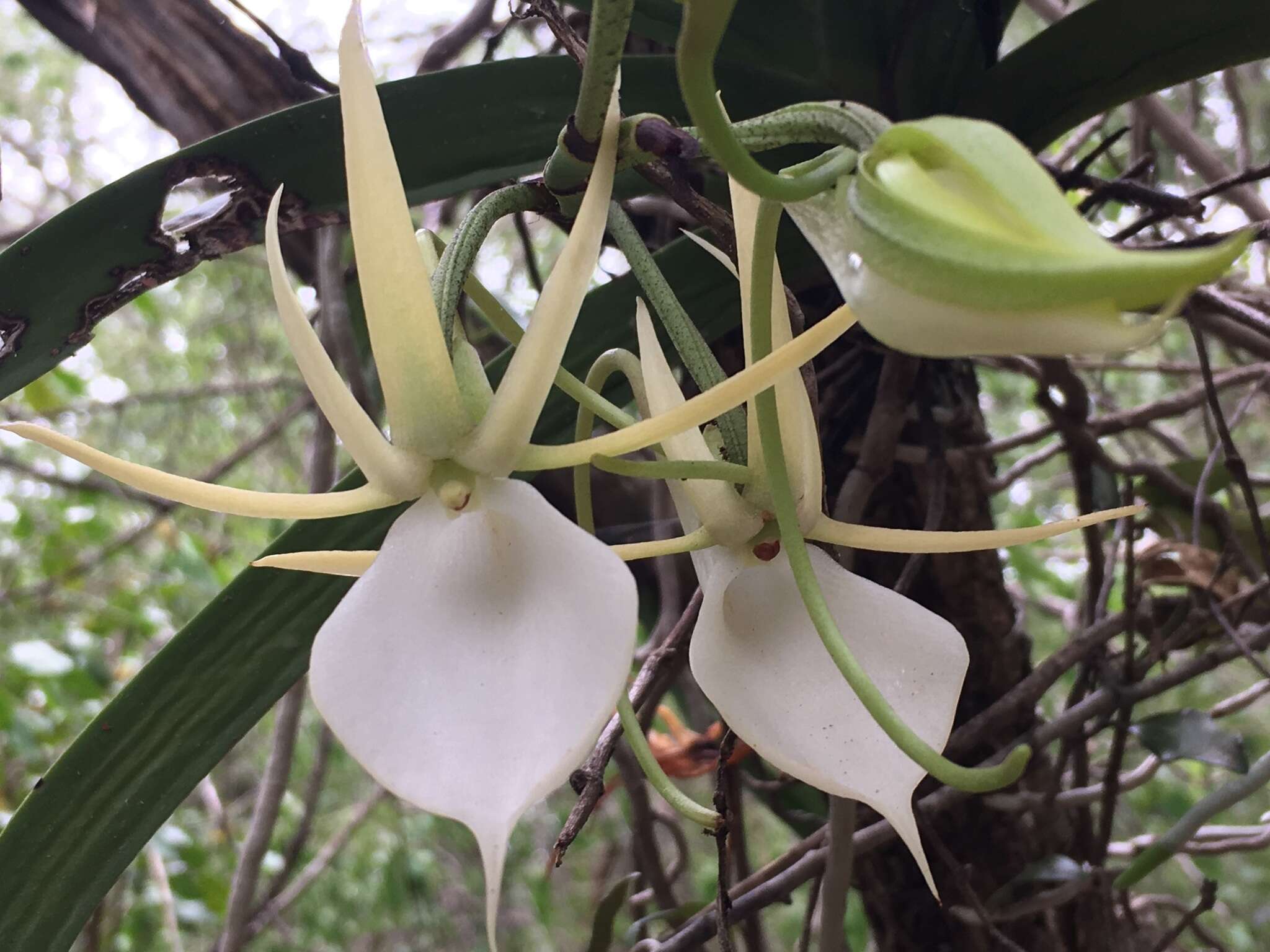 Image de Angraecum praestans Schltr.