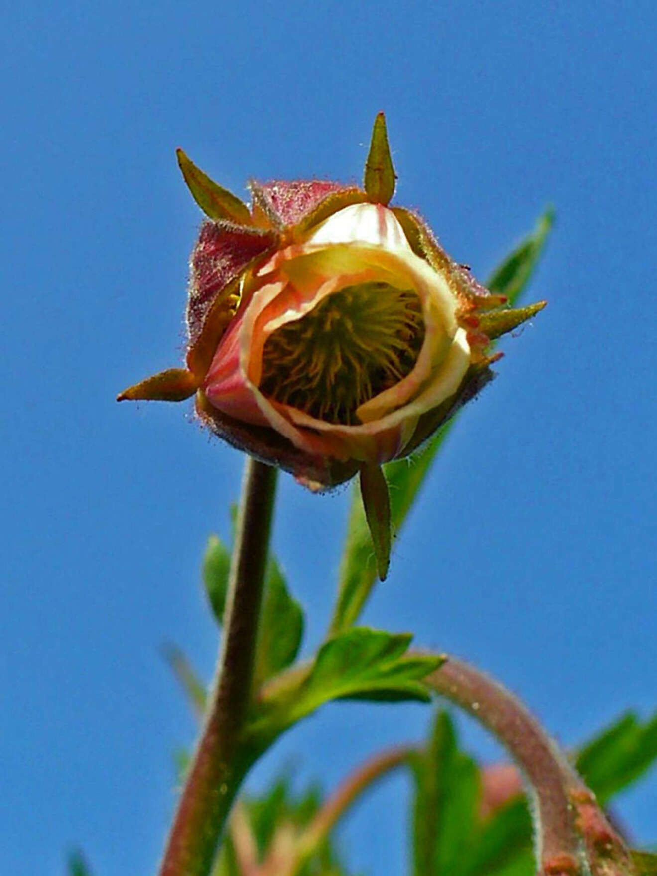 Image of Water Avens