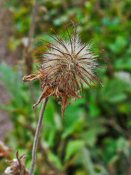 Image of Water Avens