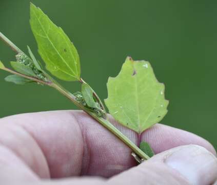 Image of Chenopodium album var. album