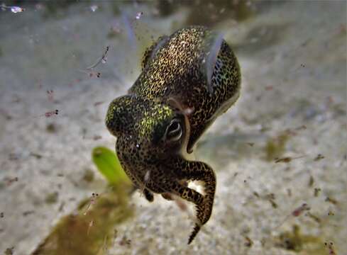 Image of Southern Bobtail Squid