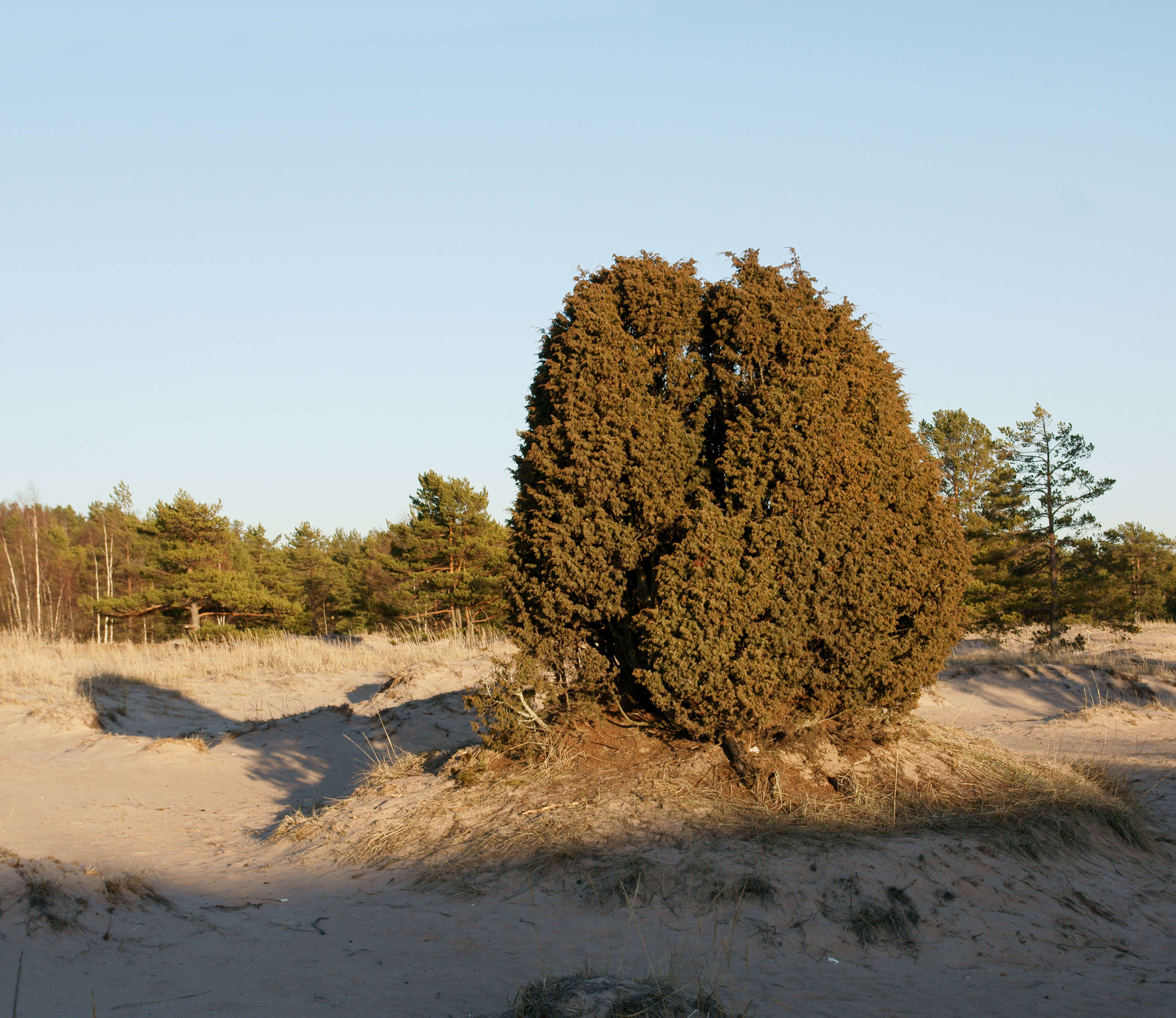 Image of Common Juniper