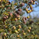 Image de Cordia decandra Hook. & Arn.