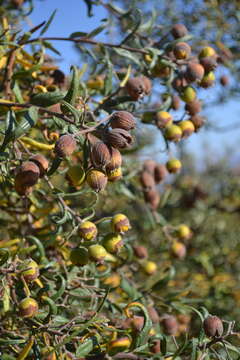 Image of Cordia decandra Hook. & Arn.