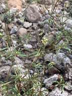 Image of wirestem buckwheat
