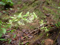 Plancia ëd Bouvardia multiflora (Cav.) Schult. & Schult. fil.