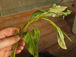 Imagem de Puccinia punctiformis (F. Strauss) Röhl. 1813