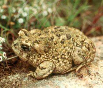 Image of Arroyo toad