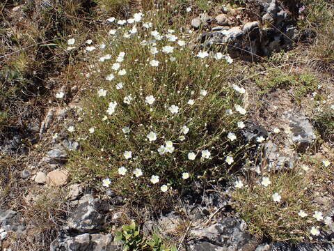 Plancia ëd Cherleria capillacea (All.) A. J. Moore & Dillenb.