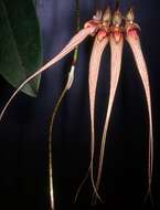 Image of Bulbophyllum ornatissimum (Rchb. fil.) J. J. Sm.