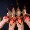 Image of Bulbophyllum ornatissimum (Rchb. fil.) J. J. Sm.