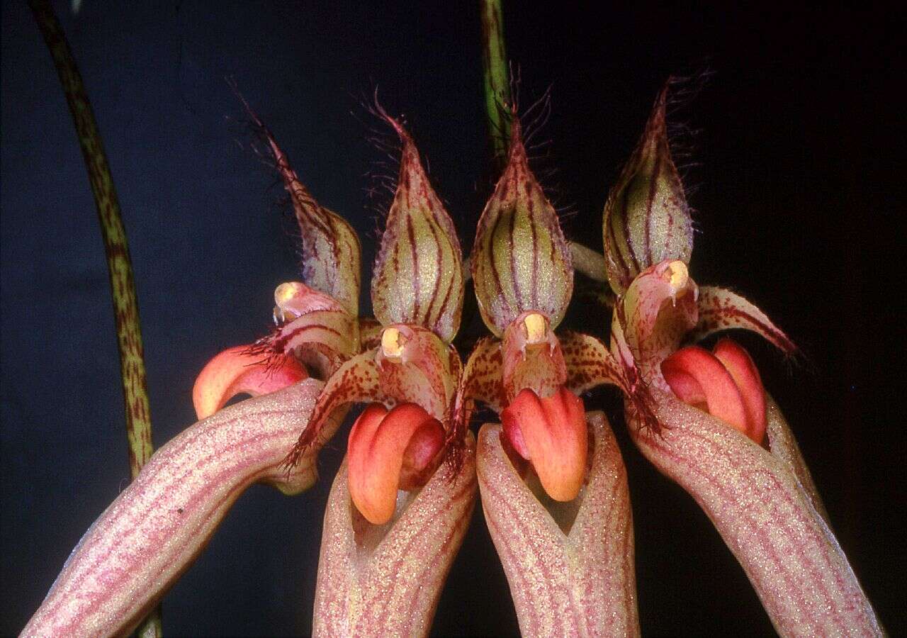 Image of Bulbophyllum ornatissimum (Rchb. fil.) J. J. Sm.